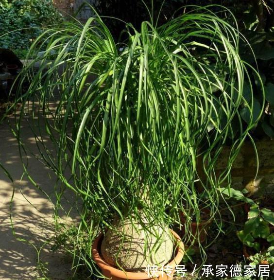 耐旱|3种耐旱的客厅花卉,30天不浇水,反而长爆盆,适合新手