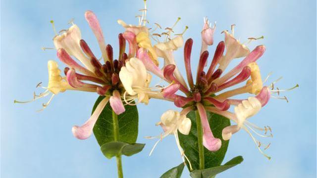 玫瑰花茶|玫瑰花茶能美容，学会正确搭配，养生效果翻倍！4禁忌喝前要了解