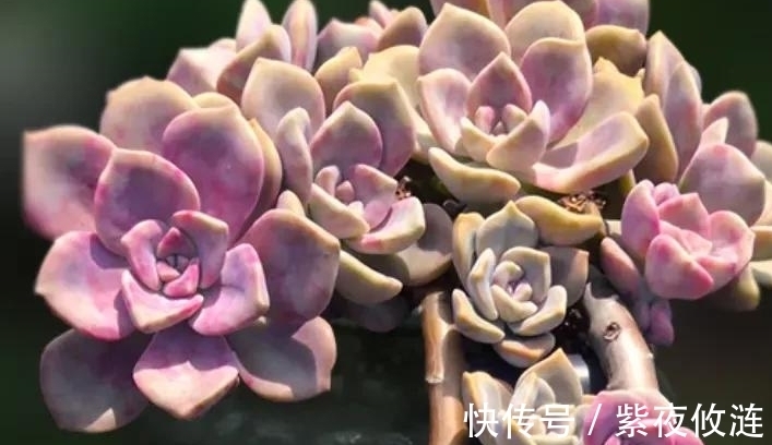 姬胧月|9种口碑非常好的多肉,易养护,出状态又仙又美