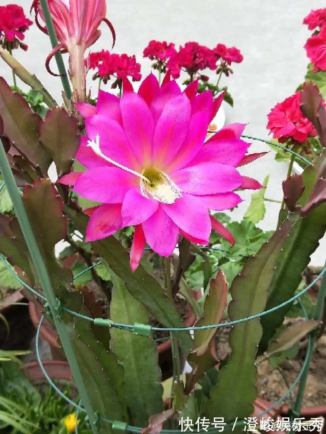 荷花|1种花不是真昙花,1次能开上百朵,比蟹爪兰美,怪不得都去抢假货