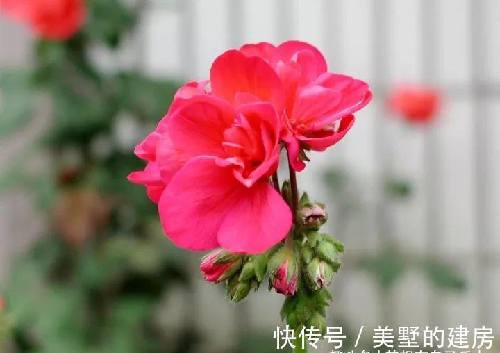 花花草草|原来花花草草也有这么多“雅称”