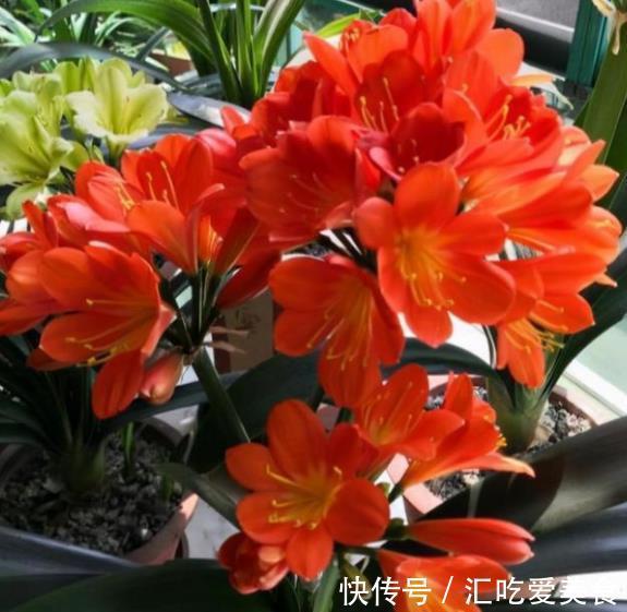 11月君子兰出现“3征兆”,及时做好养护,快速上箭开花丰满