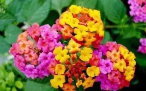 聪明人都养3种花,净化空气,一年四季开不断,养在家中太棒了!