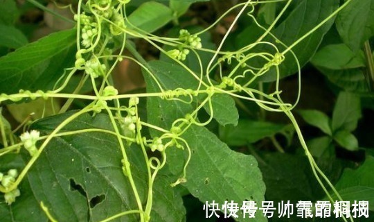 菟丝子|菟丝子作为一种中药材,功效作用竟然有十多种不止!在乡下到处有