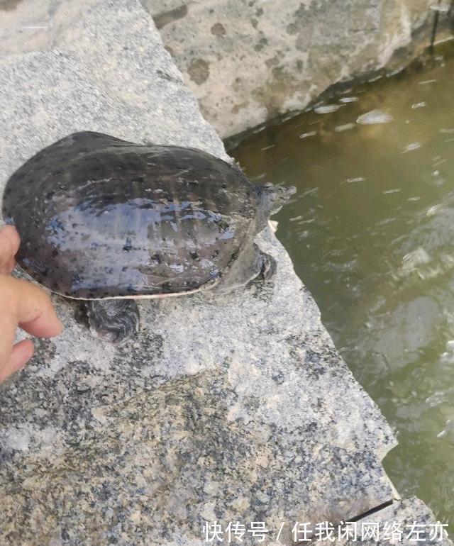 广州一河边大群甲鱼乱游，有人捞了许多，网友这种甲鱼都敢捞！