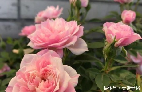 狮头石竹|新手养花，不如养盆花中精品“甜蜜马车”，花朵爆满枝，芳香馥郁