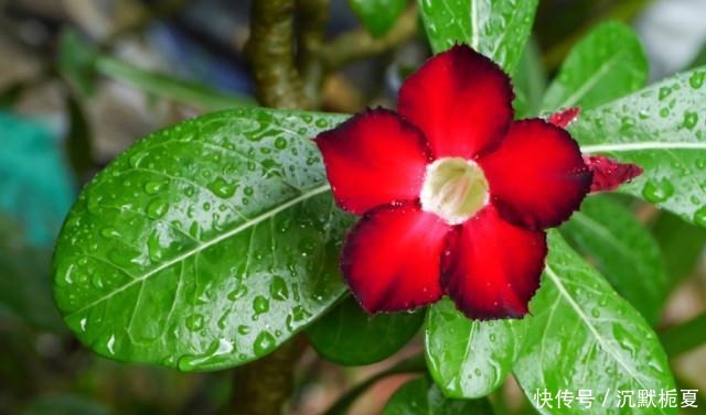 懂行的人冬天坚决不买三种花,哪怕很便宜,也不白花钱!