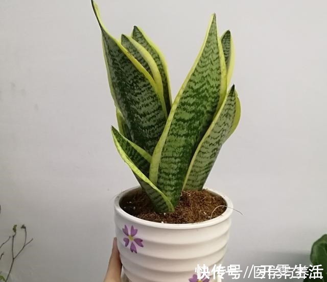 腐殖材料|栽植虎皮兰，土壤里加点“它”，叶片碧绿旺盛，一年长高30cm！