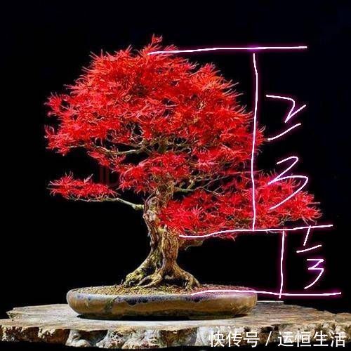 养护的红枫盆景桩头太高了怎么矮化红枫盆景控制高度的方法