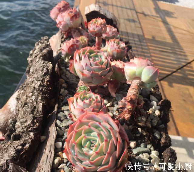 浇水|喜欢养多肉,应该挑战一下玉蝶,可以控出这状态,不得不佩服