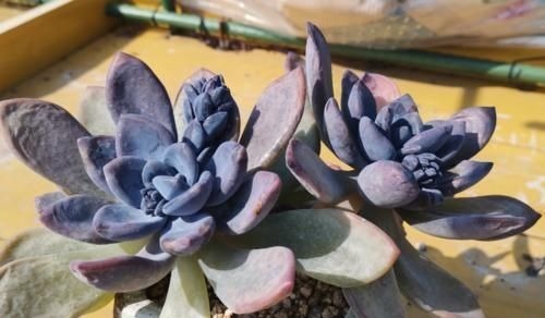 多肉冬美人特好养,掰一枝插小盆里胖乎乎很可爱,插大盆里则能轻松爆盆