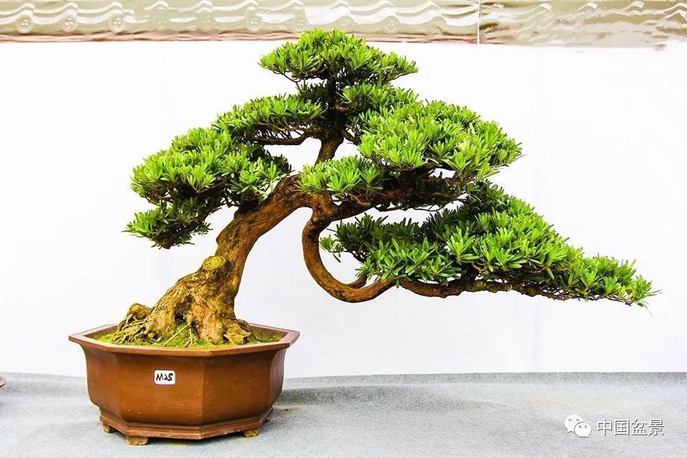 植株|这两种盆景能当传家宝,被爱好者当“心头肉”