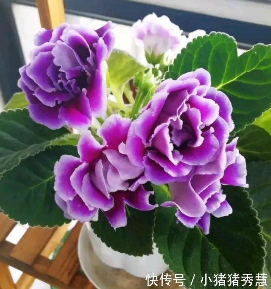 大岩桐花|4种花是爆盆“能手”，好远都能闻到它的香，还好养又漂亮！