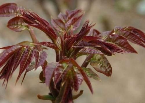 李医师|会吃的人才会健康,推荐几种食物,润肠通便,排掉毒素,气色红润