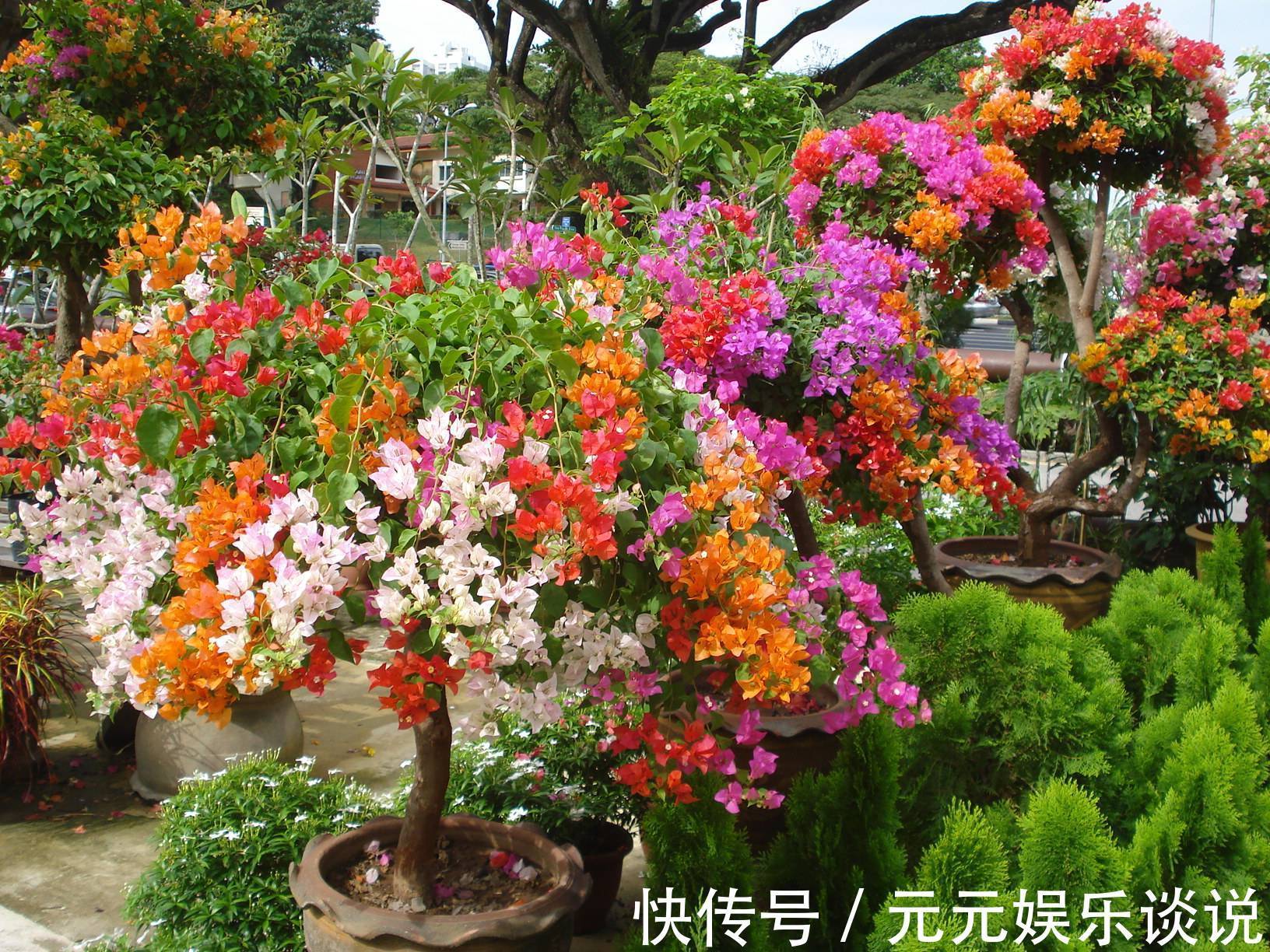 三角梅开花最简单的方法,再笨的人也能学会