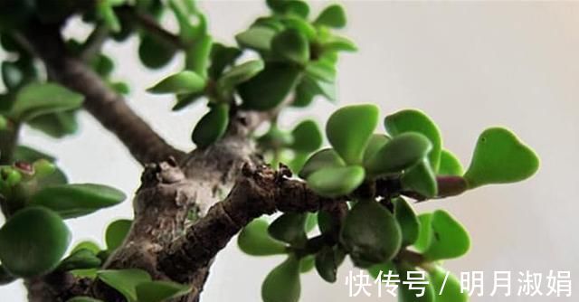 玉树|马齿苋树太廉价一根枝条,一碗汤,长成老桩,变“万元盆景”