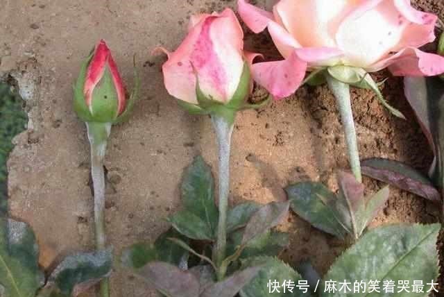 月季得了白粉病,别光剪叶子,这才是正确处理方法!