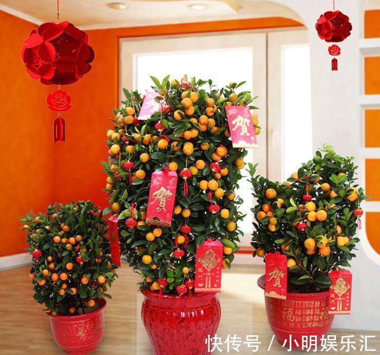 5种“金字花”，富贵招财有“好兆头”，当成年宵花，吉利又旺家