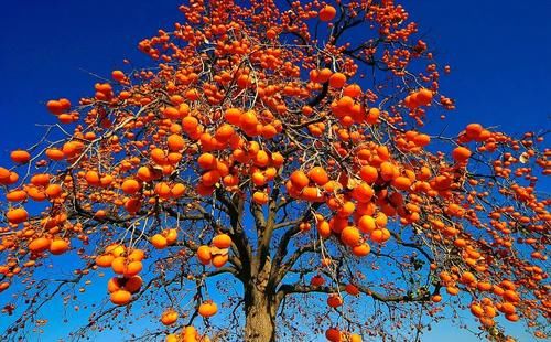  央视|被央视报道过的一种柿饼，咬一口软糯香甜，错过了还要再等一年！