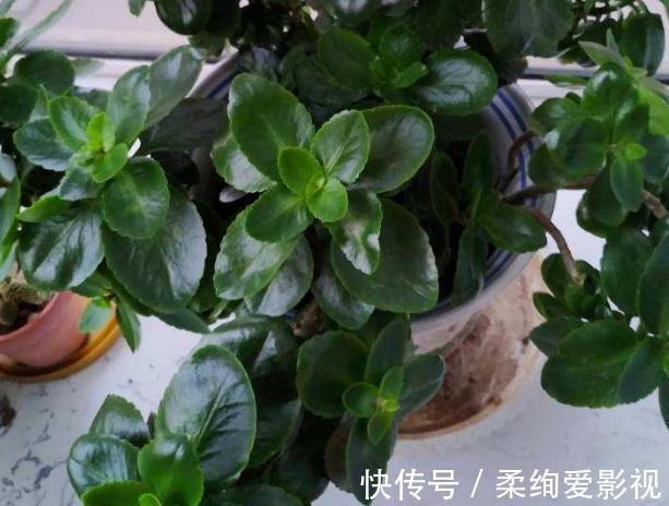 植物|冬日长寿花开完花后，马上动手做4件事，10天就能迎来下一波花