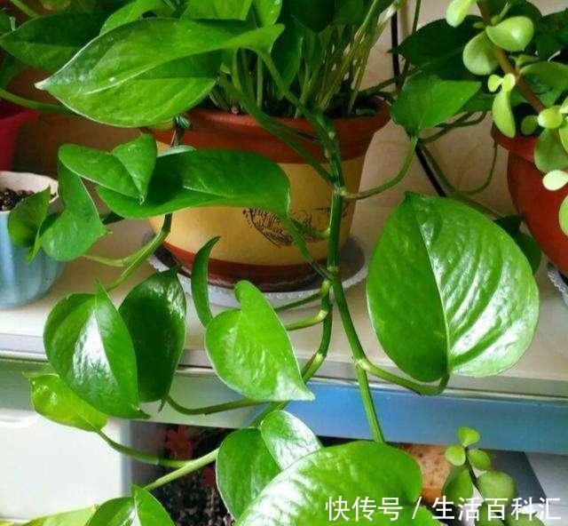 养分|羊粪养花好？3个害处不知道，越养越心烦，还很容易养死