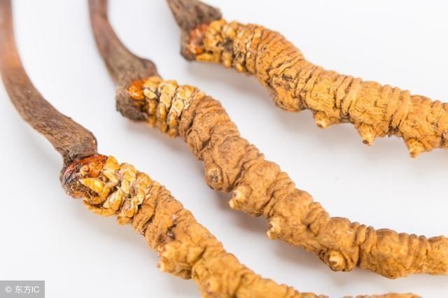 中药荟萃,养生长寿的几味中药,少生病更健康