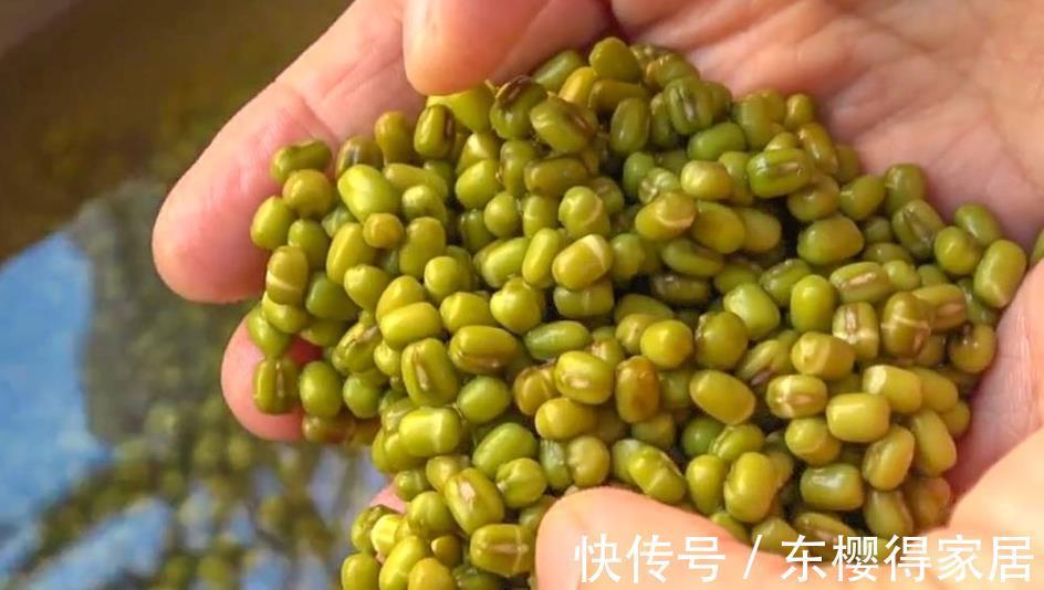 豆芽|家庭自制绿豆芽，教你5个小秘诀，豆芽4天就能吃，安全卫生又营养