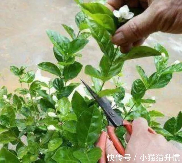 长势|养好茉莉花,关键在一个“摘”,能开两个季度,白色花瓣挂满花盆