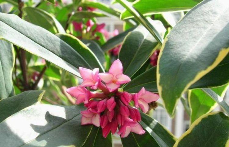 寓意超好的几种花,养人又旺财,开花吉祥富贵,美不胜收