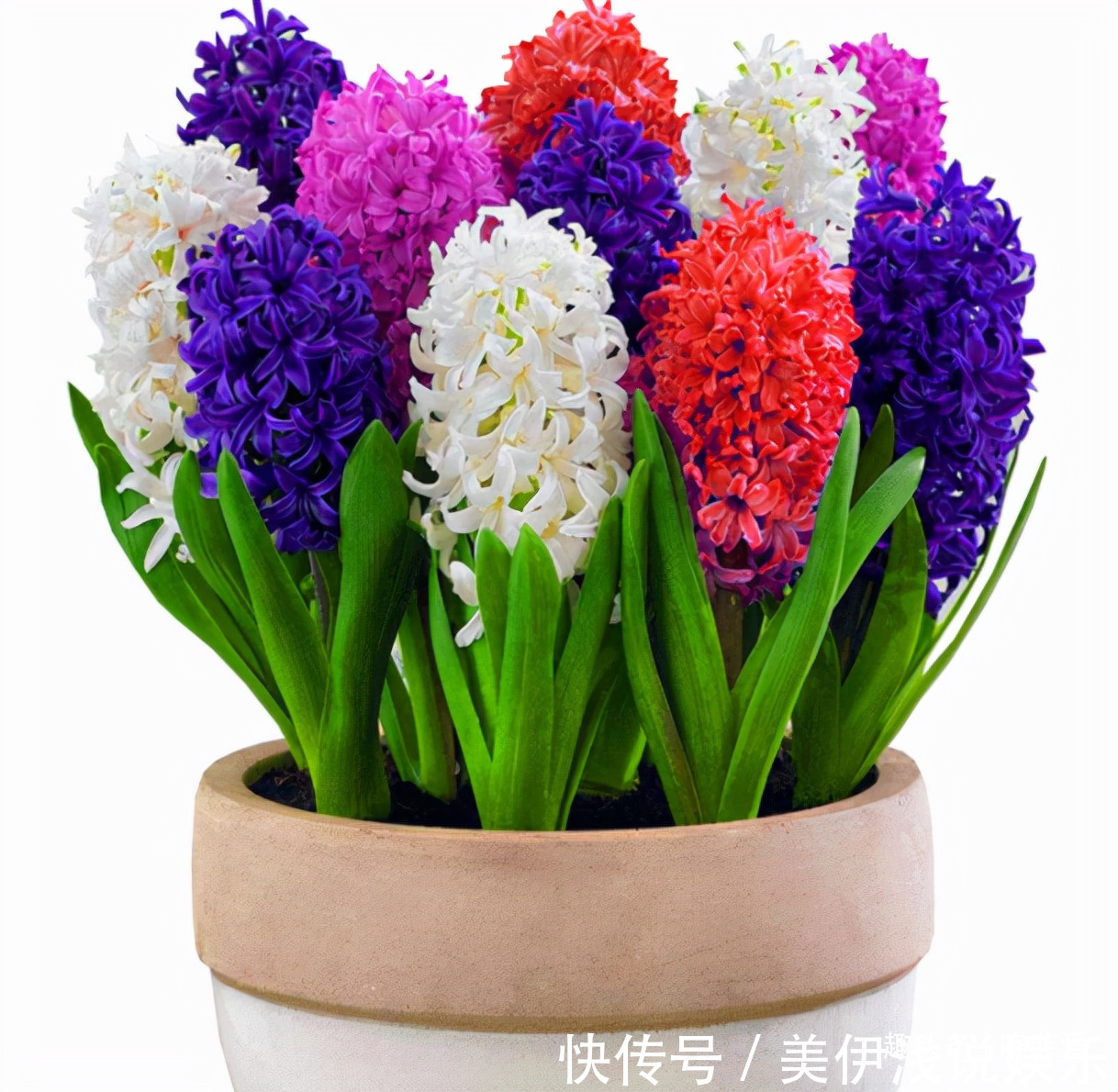 失眠|提醒:这12种“漂亮花”,不适合养在室内,别不当回事