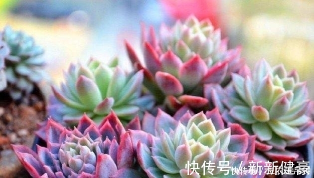 多肉植物这样换盆, 没有养不好的肉肉!