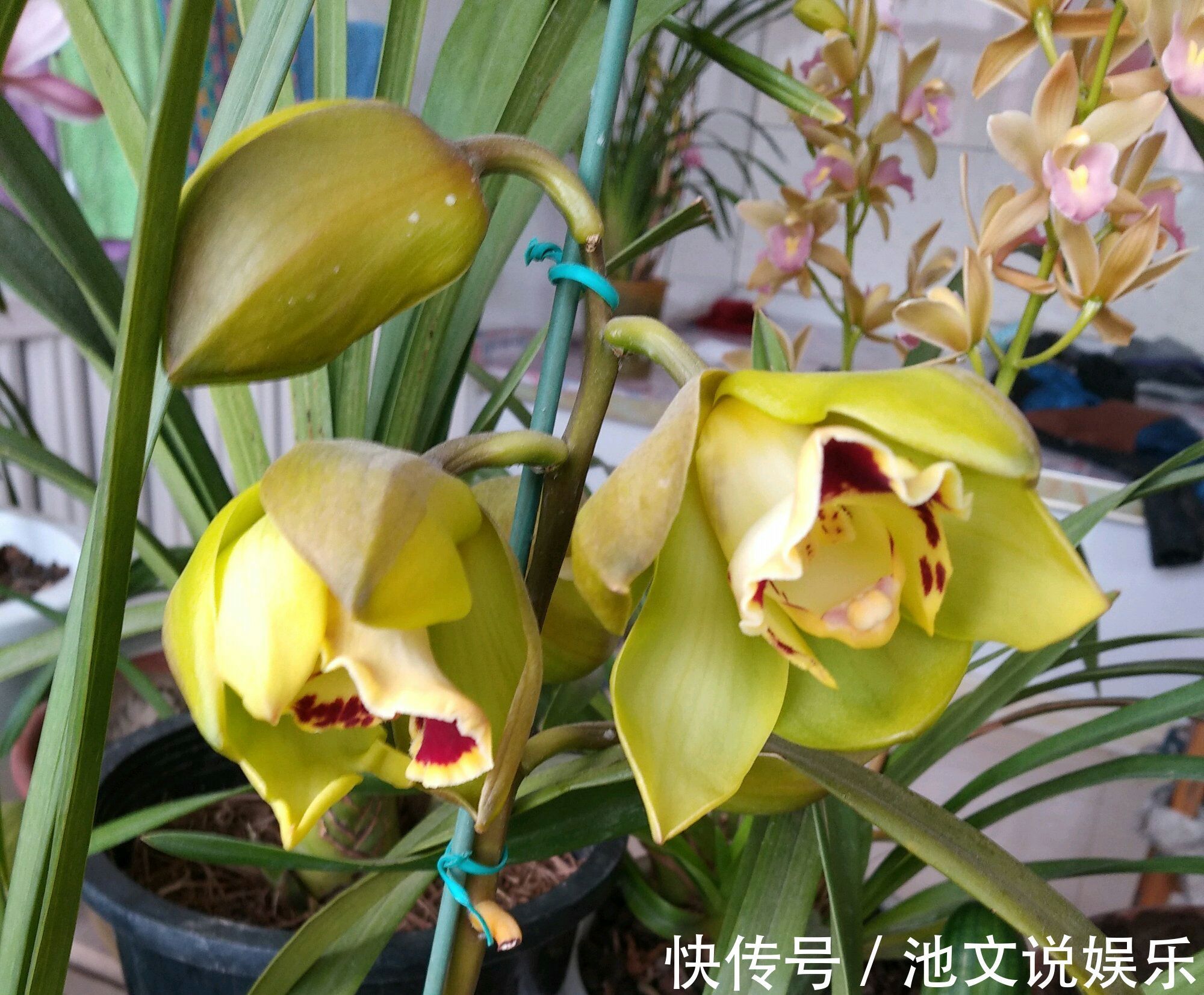 花盆|养大花蕙兰，选错花盆有风险，好多兰友易忽略，根系往外长