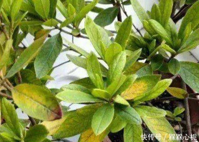 杜鹃花难养年年枯成“柴”,今春改变养殖方法,花繁叶茂根系壮!