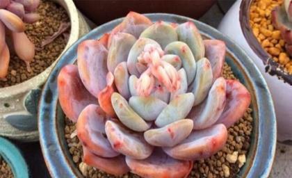 药锦多肉|4种多肉植物,再便宜也别买,养一盆死一盆,浪费钱!