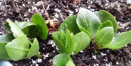 养花爱好者看过来这15种花现在“扦插”,生根快,一个周就长芽