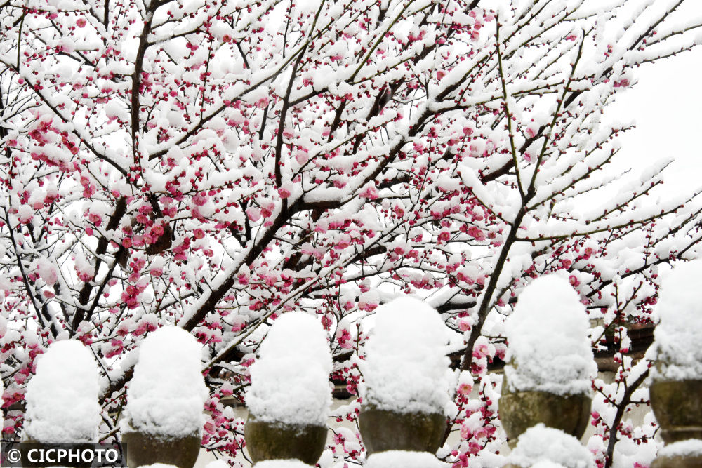 icphoto|新春雪绒绒