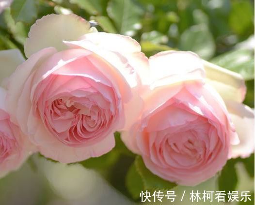 此款盆栽花卉,漂亮不输玫瑰,四季有花开,养殖简单,你值得拥有