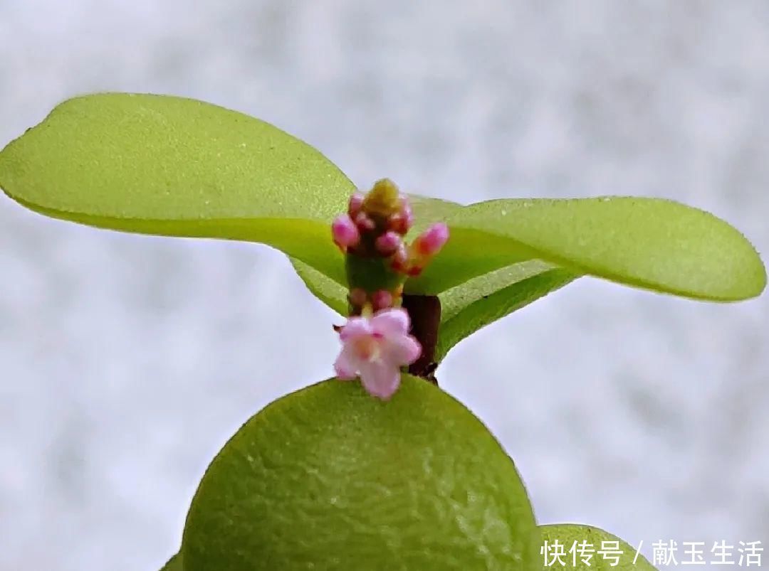 氮钾|金枝玉叶开花了,真花长这样,很多人没见过