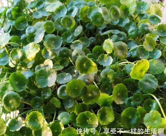 春雨贵如油,这6种花,越淋雨长得越旺盛!春雨贵如油,这6种花,越淋雨长得越旺盛!