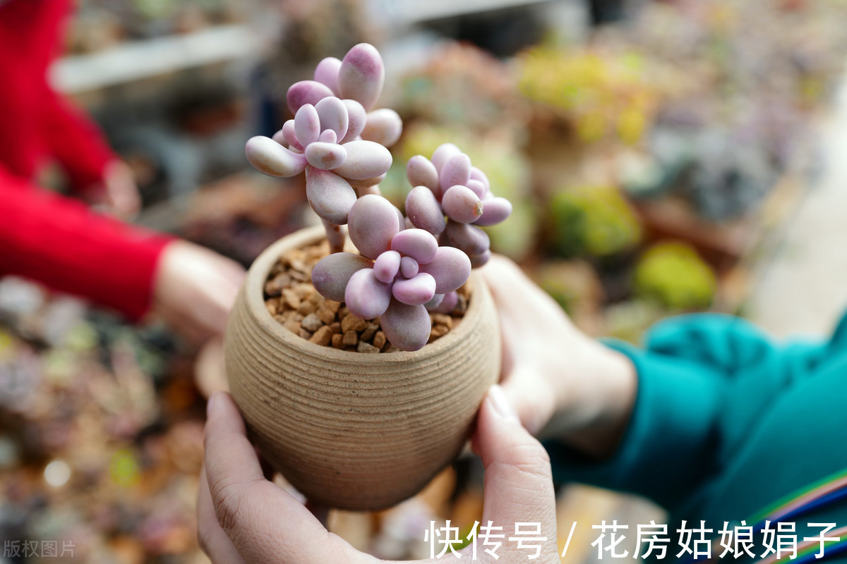 夏天|快到夏天的“三伏天”了，多肉植物黄叶、发霉、腐烂，怎么做？