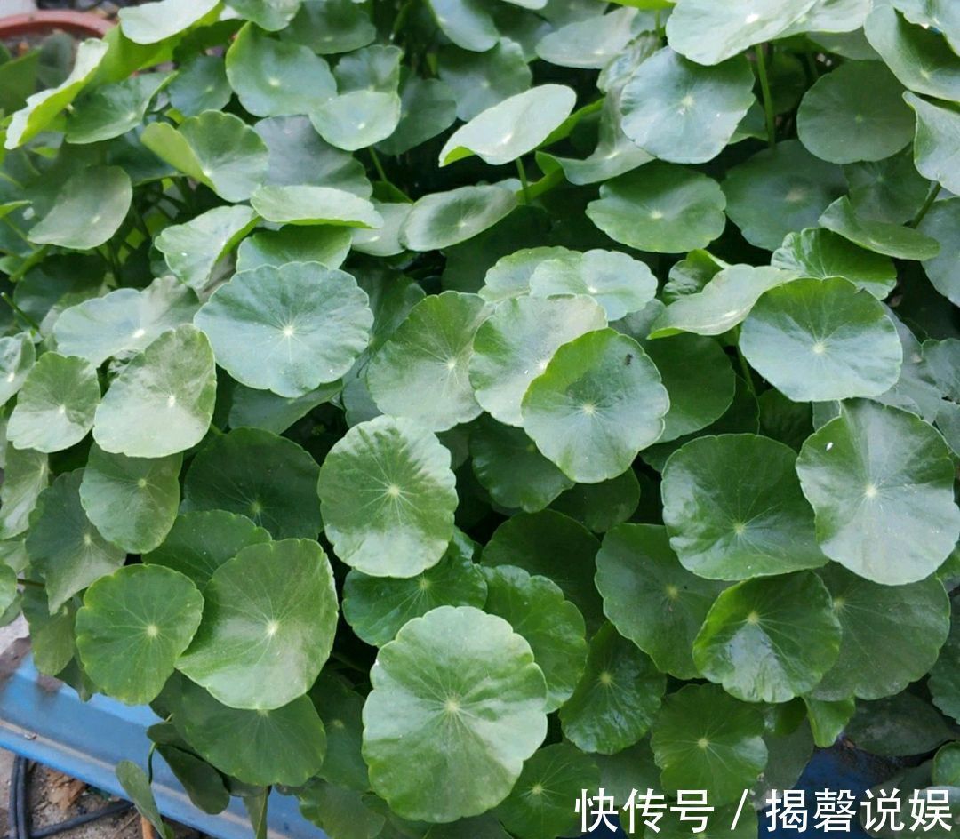 铜钱草开花是坏事剃个大光头,一个月后再次爆盆,叶片比拳头大