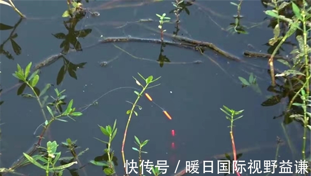 七星漂钓组|七星漂的调漂技巧:差不多就行,不讲究灵钝,毕竟上鱼才是硬道理