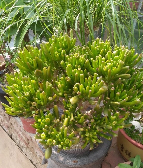 颗粒肥|能“吸财”的多肉,养盆吸财树,肥水不要少,半年养到手臂粗