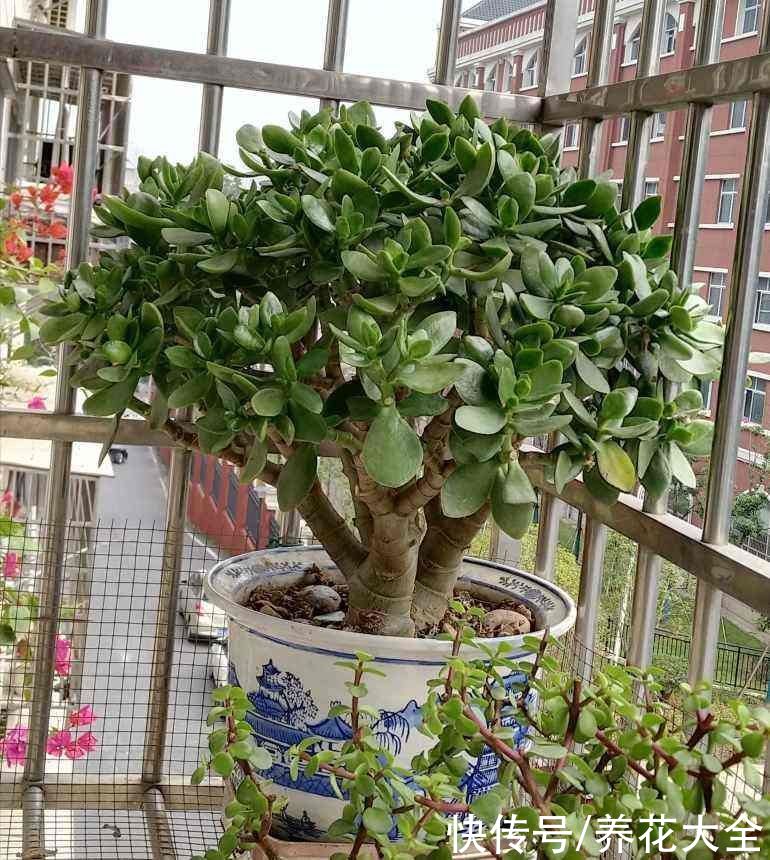 玉树开花真是“好兆头”，吉祥如意还镇宅，记住养护要点最重要
