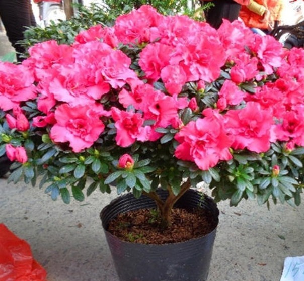 秋冬|杜鹃花总是开完花就落叶枯萎吗做好这4点,年年开爆盆