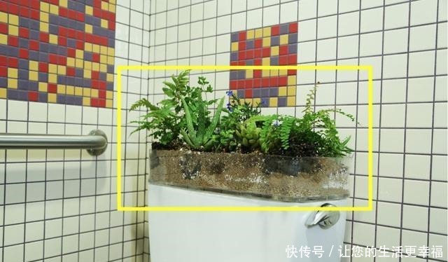 马桶盖一掀,水箱上种花除异味,垫上一条旧毛巾,一整年不要浇水!