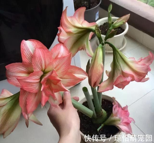 被称为“夏必死”的7种花，逛花市咱“绕着走”