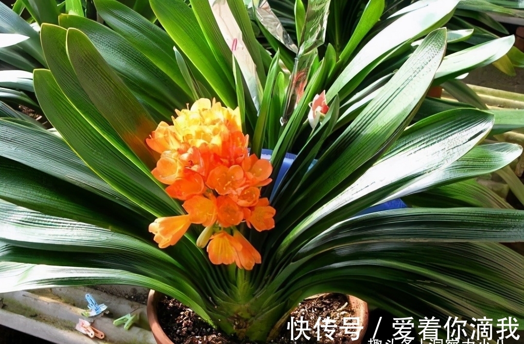 开花|君子兰开花不积极,勤做“三动作”,撒欢长不夹箭,绽放层叠群兰