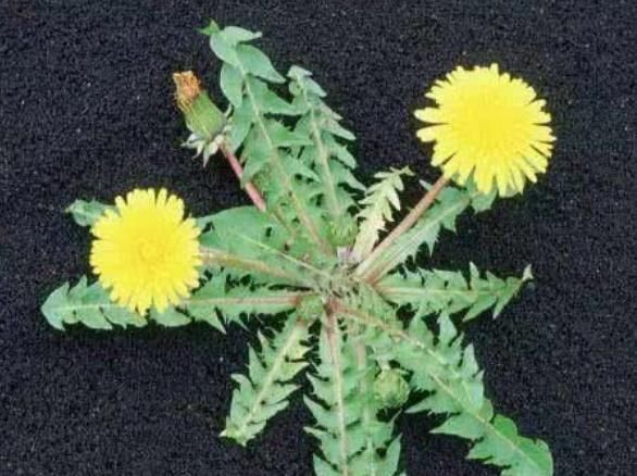蒲公英属|中医:蒲公英配它“天造地设”,坚持7天肾变强,肝干净口臭没!