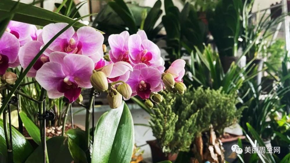 老城|周至县城有条街，叫面粉厂巷子...